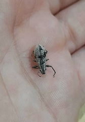 Naupactus