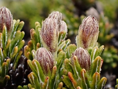 Celmisia ramulosa tuberculata