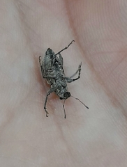 Naupactus