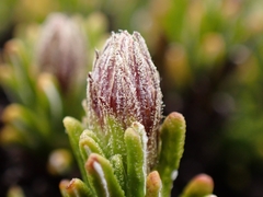 Celmisia ramulosa tuberculata