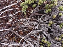 Celmisia ramulosa tuberculata