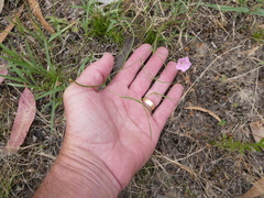 Convolvulus angustissimus