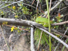 Ranoidea phyllochroa