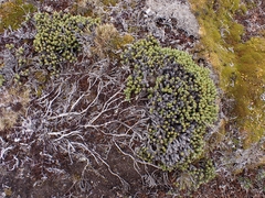 Celmisia ramulosa tuberculata