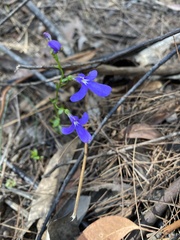 Lobelia gibbosa