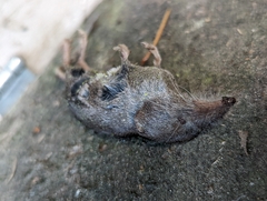 Sorex trowbridgii