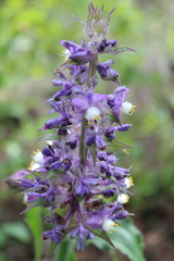 Thyrsanthemum floribundum