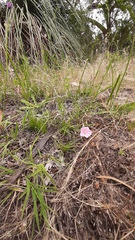 Convolvulus angustissimus