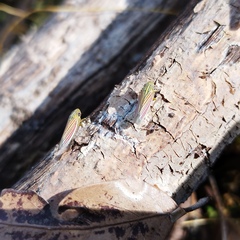 Apogonalia fraterna