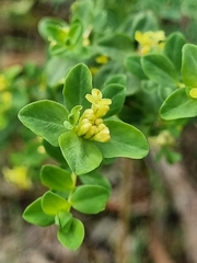 Pimelea flava