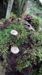 Humaria hemisphaerica