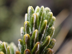 Celmisia ramulosa tuberculata