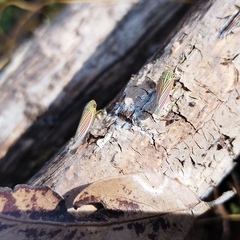 Apogonalia fraterna