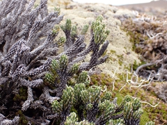 Celmisia ramulosa tuberculata