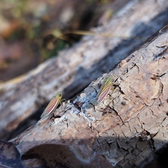 Apogonalia fraterna