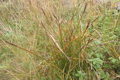 Eleocharis macrostachya