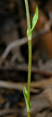 Pterostylis atrans