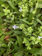 Lindernia rotundifolia