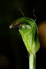Pterostylis atrans