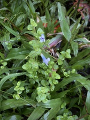 Lindernia rotundifolia