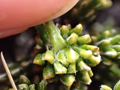 Celmisia ramulosa tuberculata