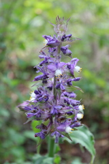 Thyrsanthemum floribundum