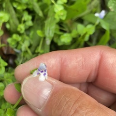 Lindernia rotundifolia