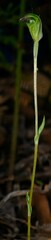 Pterostylis atrans