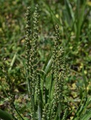 Plantago cunninghamii