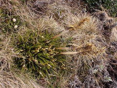 Aciphylla hectori