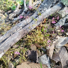 Lopezia racemosa