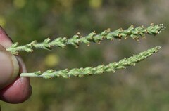 Plantago cunninghamii