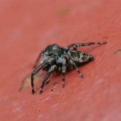 Euryattus bleekeri