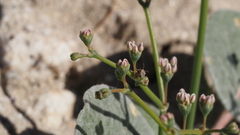 Eriogonum deflexum deflexum