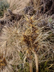 Aciphylla hectori