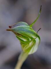 Pterostylis atrans
