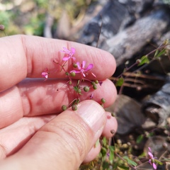 Lopezia racemosa