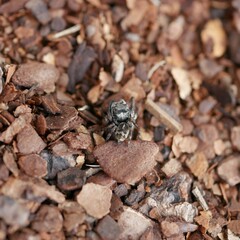 Euryattus bleekeri