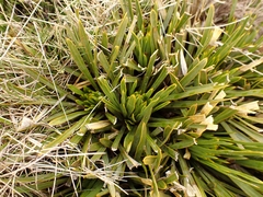 Aciphylla hectori
