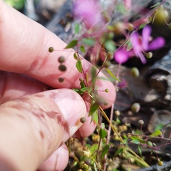 Lopezia racemosa