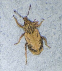 Listroderes difficilis