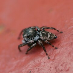 Euryattus bleekeri