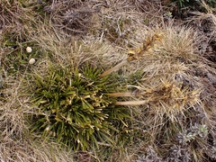 Aciphylla hectori