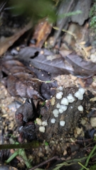 Hypomyces microspermus