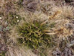 Aciphylla hectori