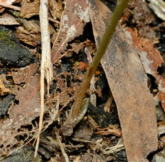 Pterostylis atrans