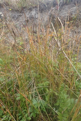 Eleocharis macrostachya