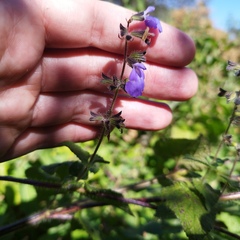 Salvia amarissima