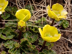 Ranunculus enysii