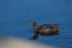 Anas rubripes × platyrhynchos